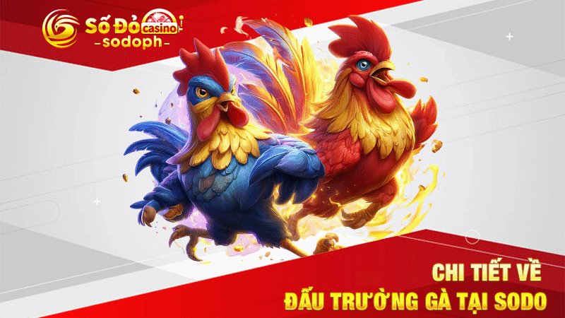 chi tiết về đấu trường gà tại sodo